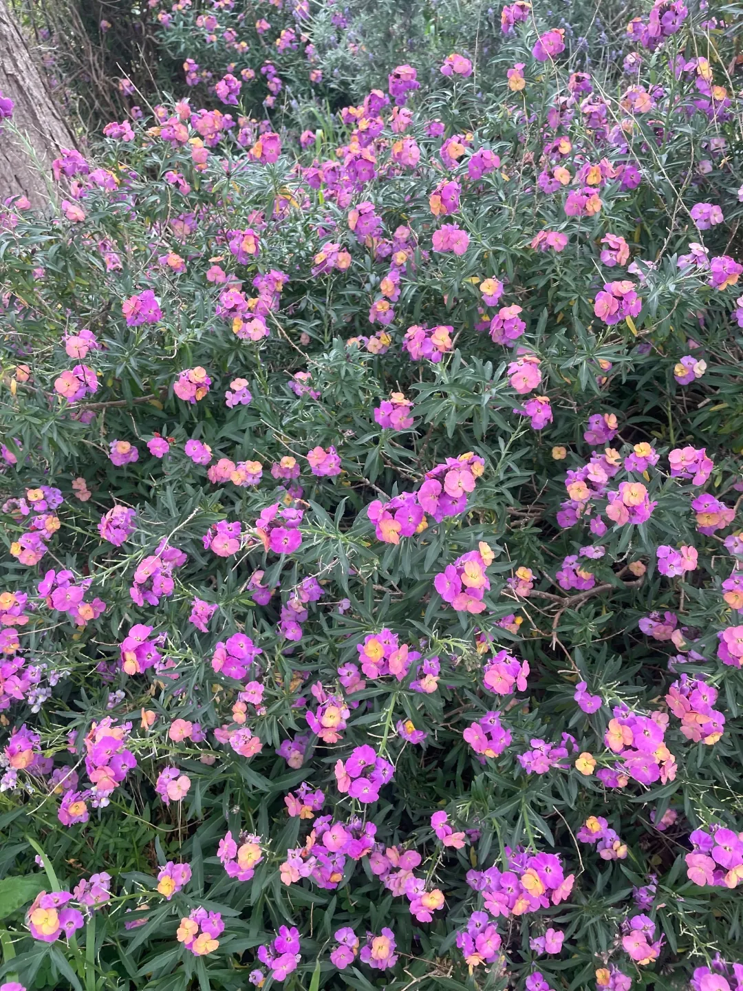 Vibrant flowering bush with purple and orange blooms